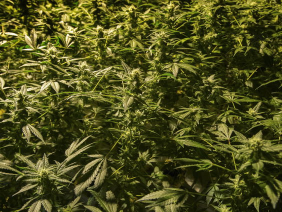 Wiettelers spannen zaak aan om 'oneerlijke' loting voor wietproef