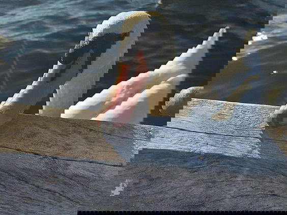 Het wilde leven van de knobbelzwaan