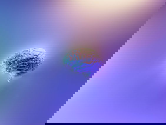 Hoe geven onze hersenen de werkelijkheid vorm?