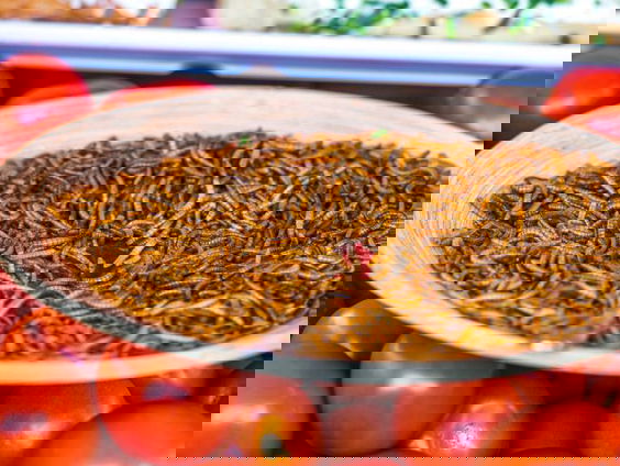 Gaan we allemaal aan de meelworm?