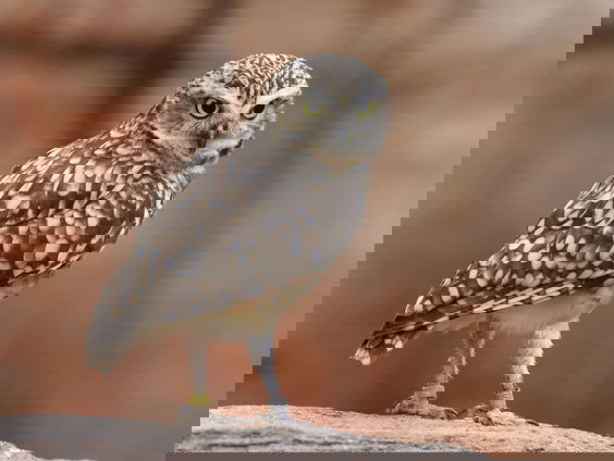 Welke vogelsoorten zijn er in jouw land te vinden?