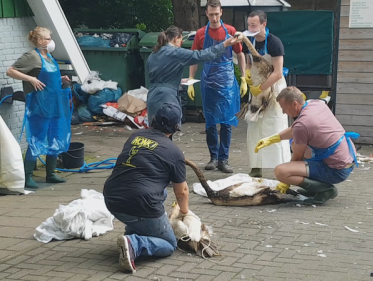 Vrijwilligers maakten besmeurde zwanen schoon op eigen risico