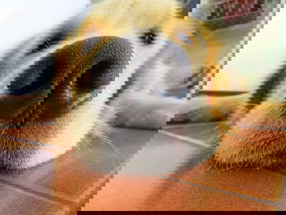 Hoe rook het vroeger?