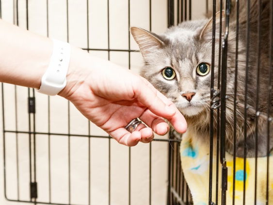 Te gast: Kim ten Boske over het dierenasiel