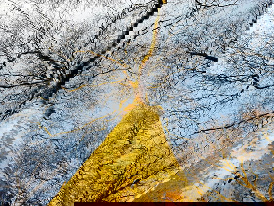 Onderzoekers gaan gigantische ondergrondse schimmelnetwerken in kaart brengen