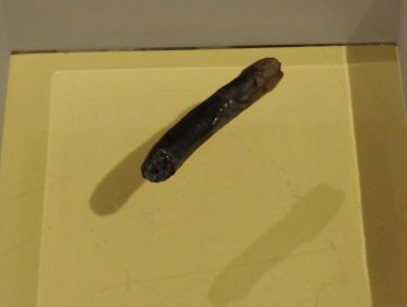 Het mammoetmelktandje van Terra Maris