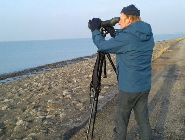 Vogelen op de Brouwersdam