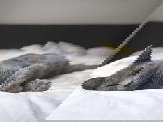 Ik Durf Het Bijna Niet Te Vragen: kat in bed