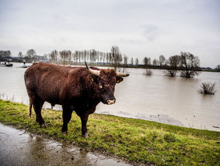 'Flauwekul dat koe Hermien is gevlucht omdat ze naar de slager moet'