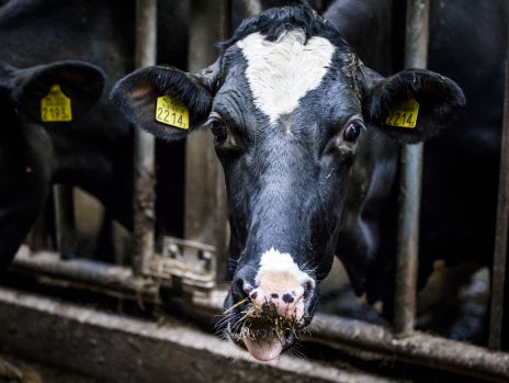 'Krimp veestapel in om klimaatdoelstellingen Parijs te halen'