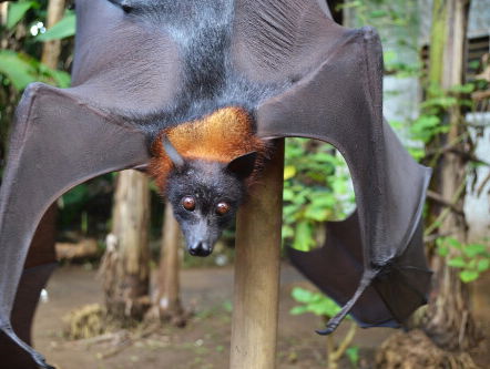 Wat voor vrienden heeft de vleerhond?