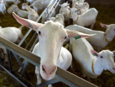 Belang boer gaat voor volksgezondheid