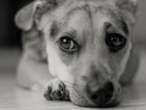 Hitte-waarschuwingsborden van de Dierenbescherming