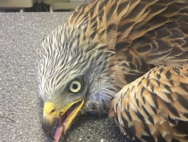 Vergiftigde rode wouw weer hersteld