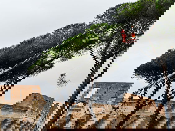 Iconische pijnbomen in Rome bedreigd