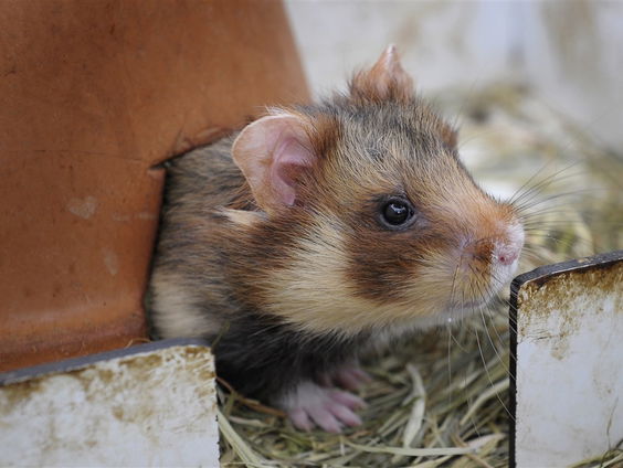 Maurice la Haye over zijn proefschrift over de korenwolf