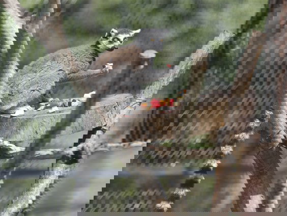 Betalen we straks de hoofdprijs voor een dagje uit met een negatief testbewijs?