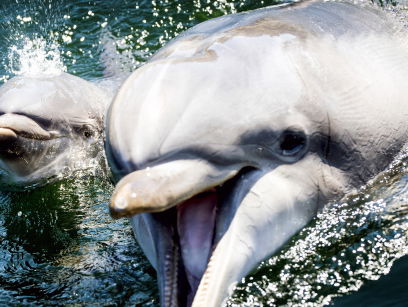 Normaal druk, nu leeg en verlaten: het Dolfinarium