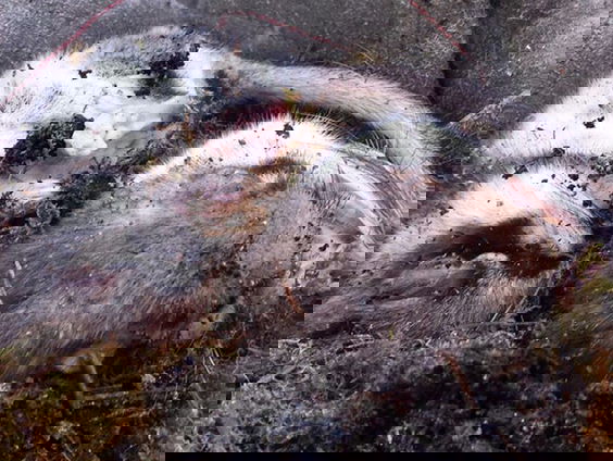 Eikelmuizen tellen in Limburg