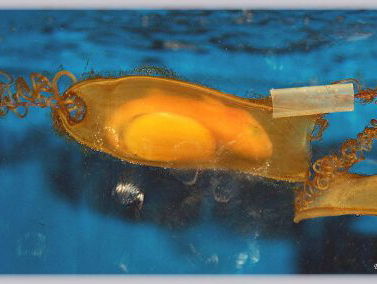 Eikapsels zoeken op het strand