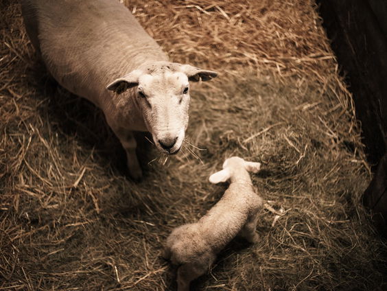 In gesprek met schaapherder Marion: het is lammertijd!