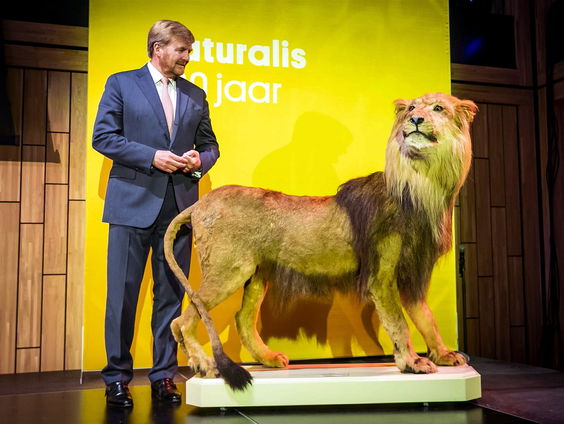 Maarten Frankenhuis over de Kaapse leeuw: wapen van Oranje