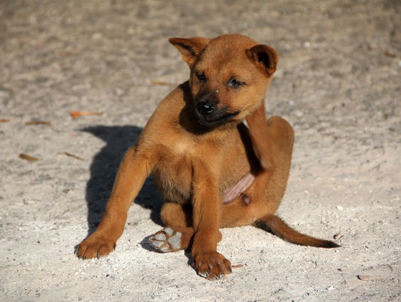 Op vakantie? Begin dan maar vast met onderdak zoeken voor je huisdier!