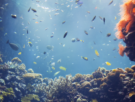 Unieke visoperatie in Burgers Zoo