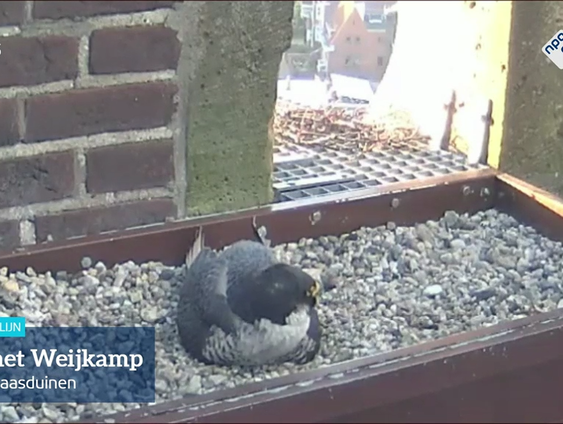 Vogelliefhebbers in de ban van broedende slechtvalk