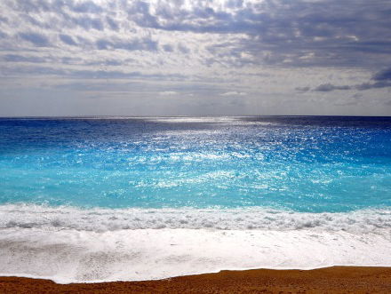 South Georgia Diving Petrel
