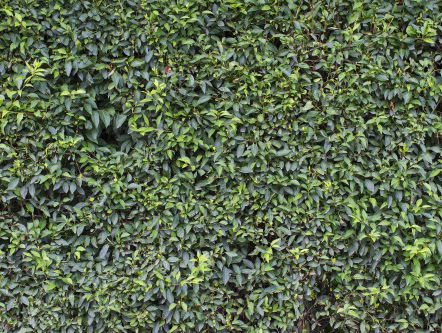 Een horizondale tuin? Nee, verticaal gaat het helemaal worden!