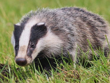 Das in het Naardermeer