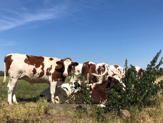 Meldpunt: vee zonder schaduw