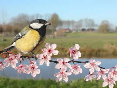 Zijn stadskoolmezen anders?