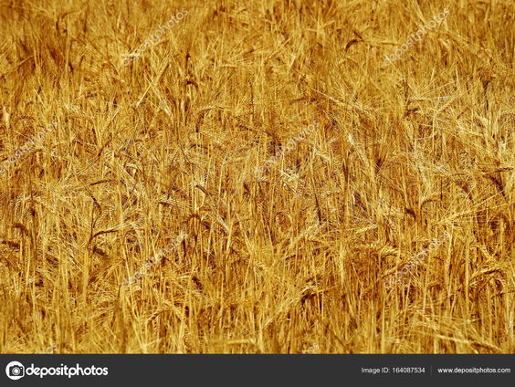 Ondanks de oorlog moet in Oekraïne de landbouwgrond ingezaaid worden