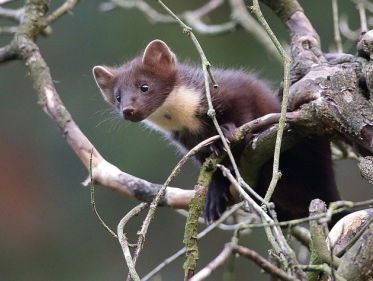 Zit de boommarter het korhoen in de weg?
