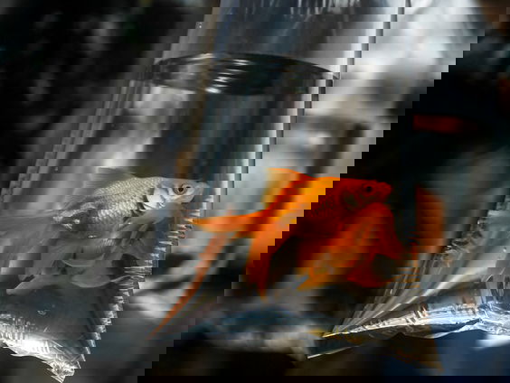 Goudvissen uitzetten in het wild: een gevaar voor de natuur?