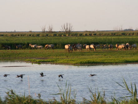 De natuurtips van Camilla Dreef