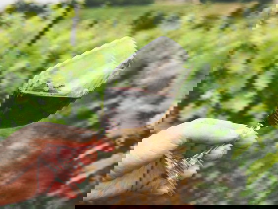 Harold Hamersma over Nederlandse wijnoogst 2021