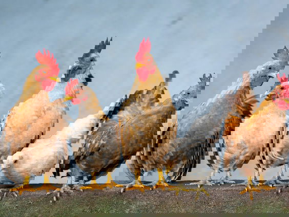 Zembla over het grote kippen-experiment