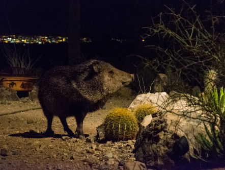 Sounds of Tucson: de woestijn