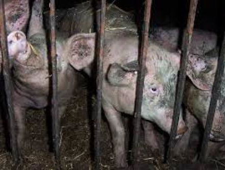 Gesprek van de dag: Sabine Vandeputte over slachthuis in Tielt