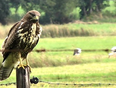 Roofvogels illegaal gedood