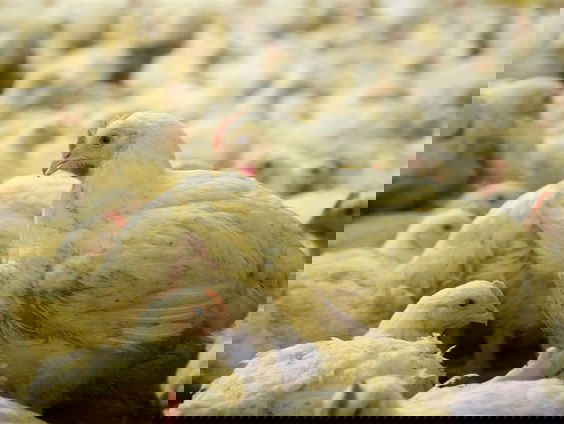 Deze fastfoodketens verkopen nog altijd plofkip