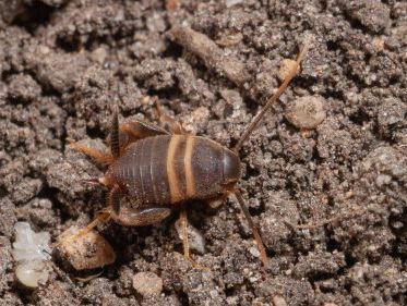 Mierenkrekel is een nieuwe soort voor Nederland
