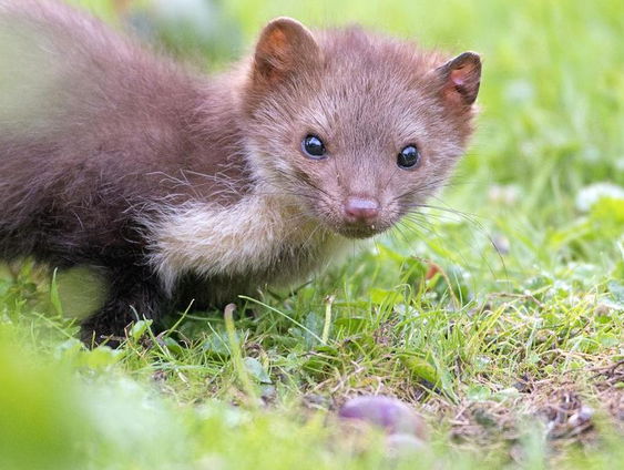 De steenmarter: een prachtig dier met streken