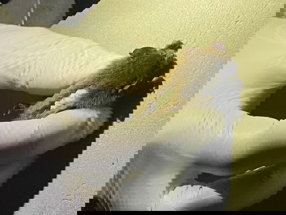 Hoe vang je een vleermuis?