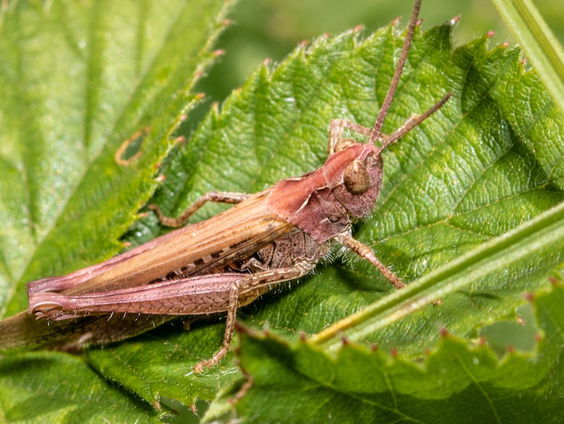 Bijzondere roze sprinkhaan