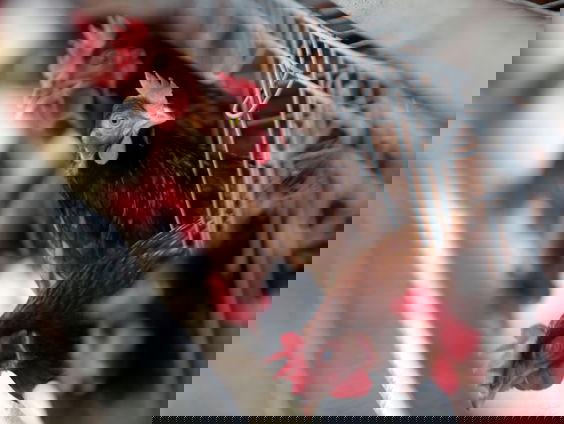 Dierenorganisaties willen wetgeving tegen hittestress bij veevervoer