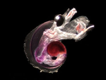 Op planktonjacht in de oceaan